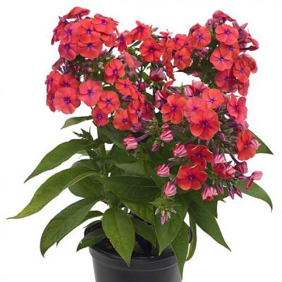 Флокc Flame Coral, контейнер c3