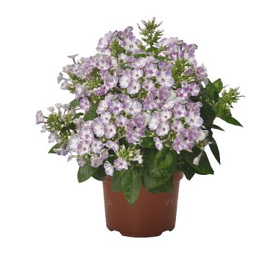 Флокc Flame Lilac Star, контейнер c3