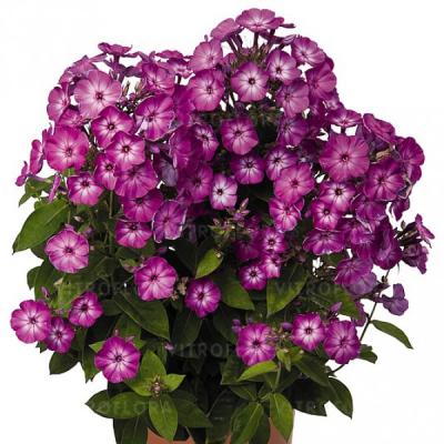 Флокc Flame Purple Eye, контейнер с3