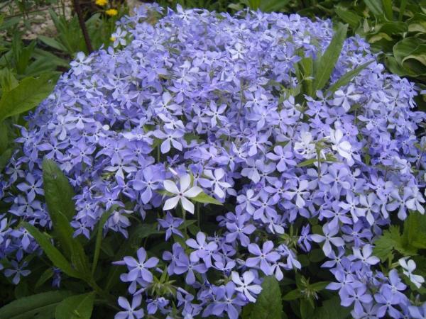 Флокс растопыр Блю Парфюм , конт 2л , Г