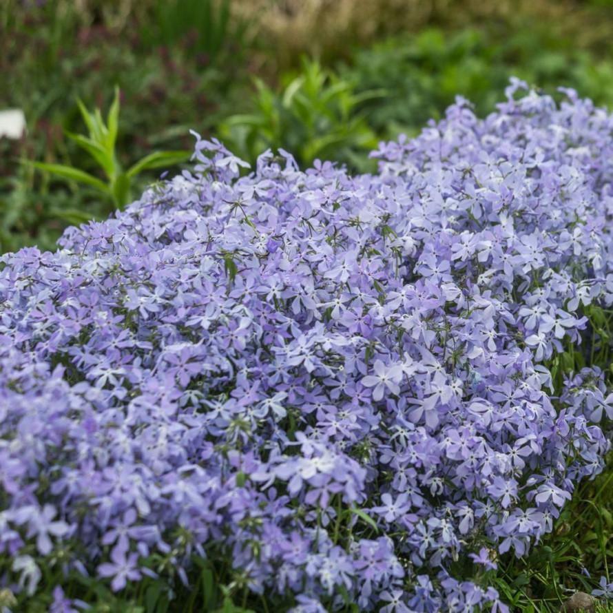 Флокс растопыр Блю Парфюм , конт 2л , Г