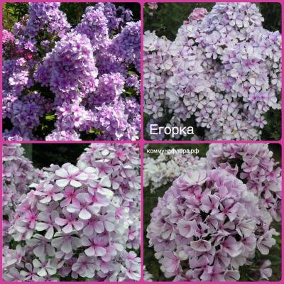 Флокс Егорка, конт с1,8-3