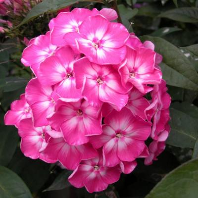 Флокс метельчатый Евгения с2
