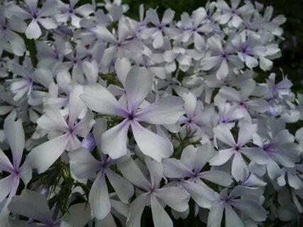 Флокс Мей Бриз растопыренный  , конт 2л Г