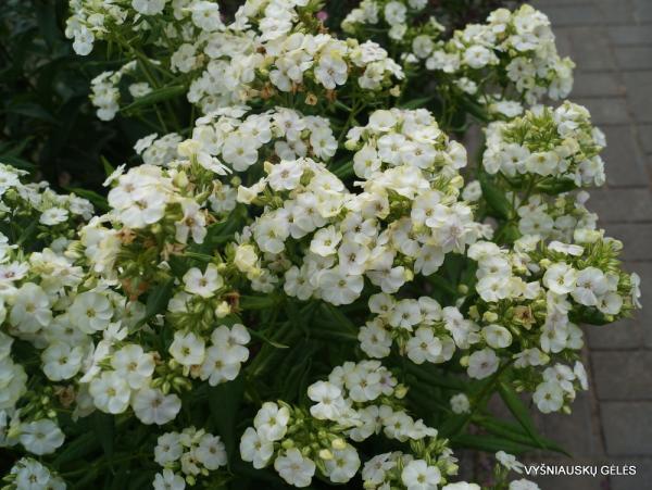 Флокс метел Неон Жаде. Контейнер с1