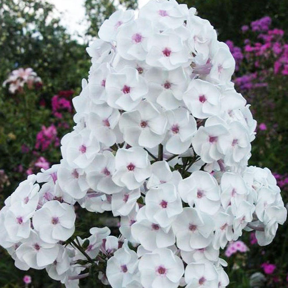 Флокс Молочное Суфле, конт п9