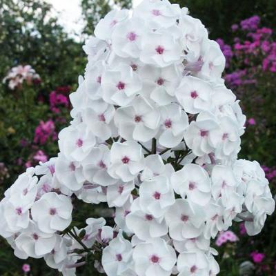 Флокс Молочное Суфле, конт п9