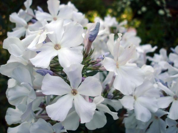 Флокс Небеса, конт п9