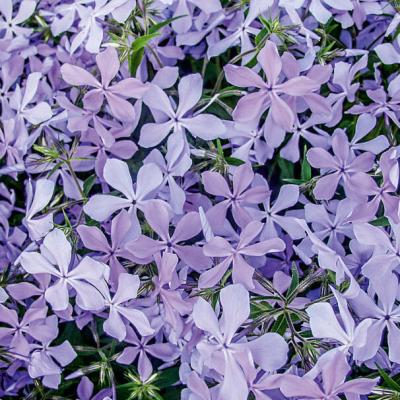 Флокс Клаудс Парфюм растопыренный, контейнер С2л