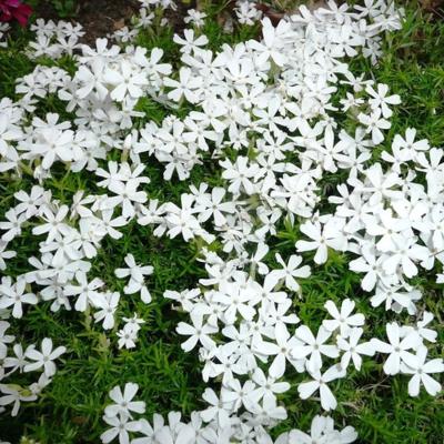 Флокс шиловидный White Delight, конт с2