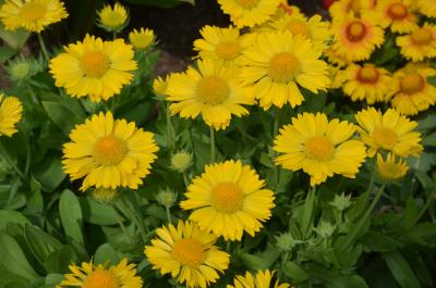 Гайлардия Меза Еллоу (Е), контейнер с1 ЕГ