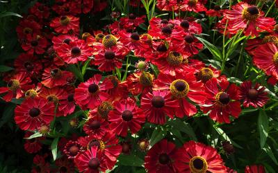 Гелениум Ред Джуел, с2