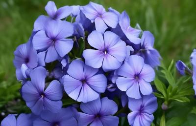 Флокс Синий взгляд, конт п9