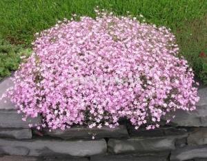 ГИПСОФИЛА ПАНИКУЛЯТА РОУЗ (PANICULATA ROSE) конт с1 NCL