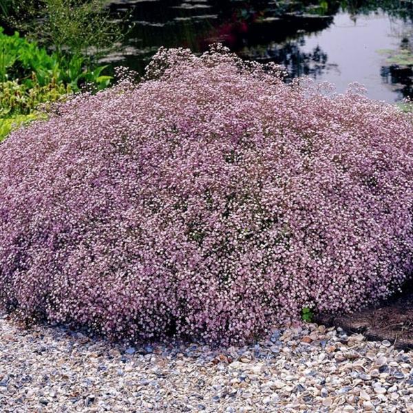 Гипсофила Розеншлее, с2