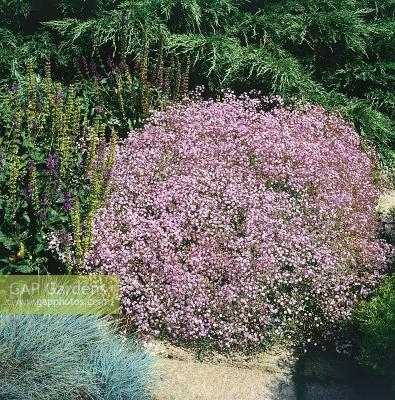 Гипсофила Розеншлее, с2