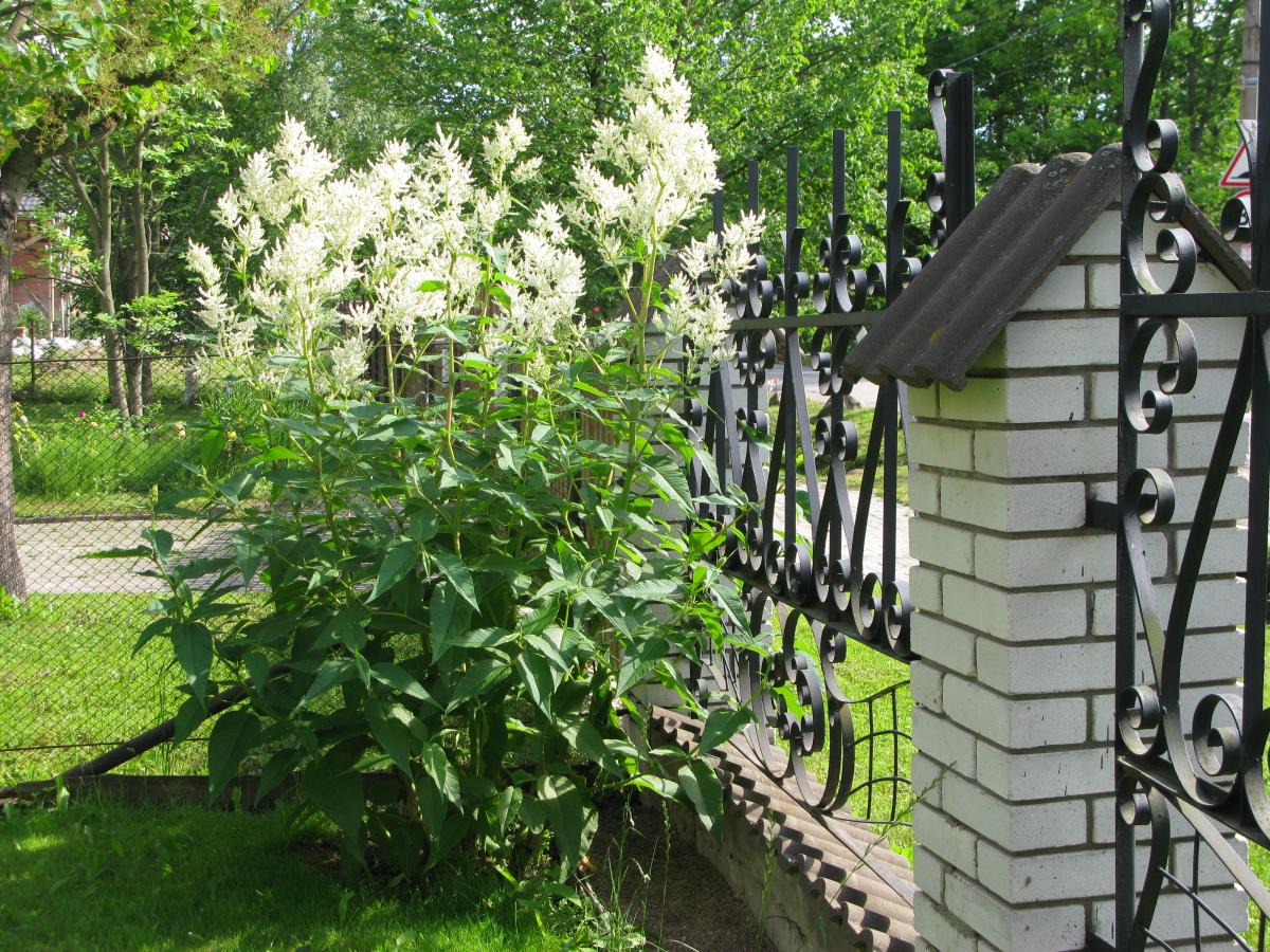 Горец polymorpha , конт с2, FF