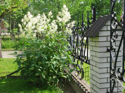 Горец polymorpha , конт с2, FF