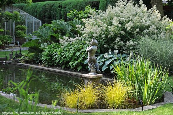 Горец polymorpha , конт с2, FF