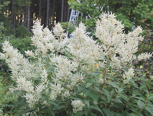 Горец polymorpha , конт с2, FF