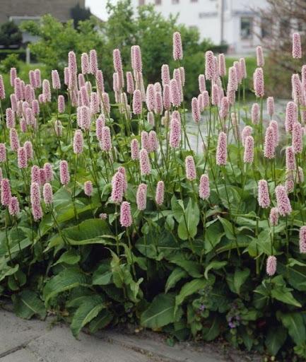 ГОРЕЦ СУПЕРБА (SUPERBA) конт с2 NCL