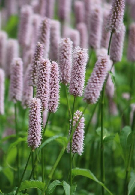 ГОРЕЦ СУПЕРБА (SUPERBA) конт с2 NCL