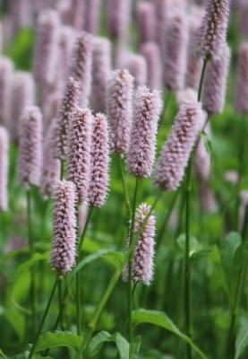 ГОРЕЦ СУПЕРБА (SUPERBA) конт с2 NCL