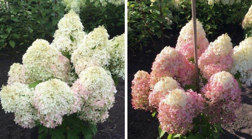 Гортензия метельчатая Роял Флауэр (Royal Flower) конт п9 двухлетка