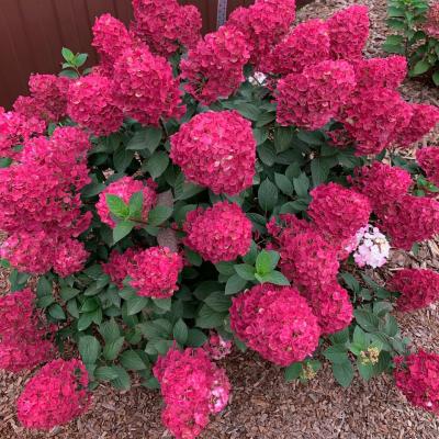 Гортензия метельчатая Самарская Лидия, р9