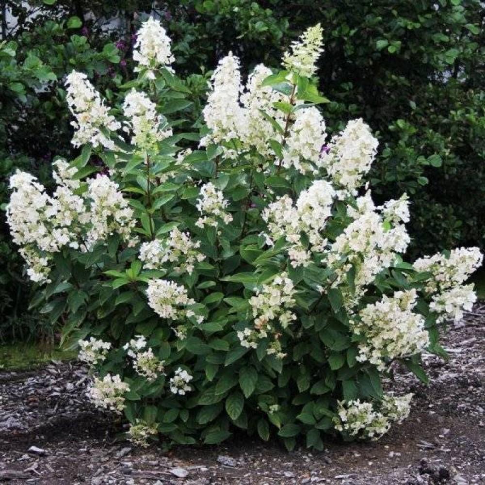 Гортензия метельчатая Юник конт С3