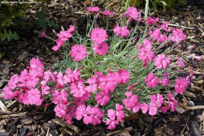 Гвоздика серовато-голубая Rose Quartz, с3