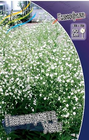 ГИПСОФИЛА ПАНИКУЛЯТА УАЙТ (PANICULATA WIT) конт с1 NCL