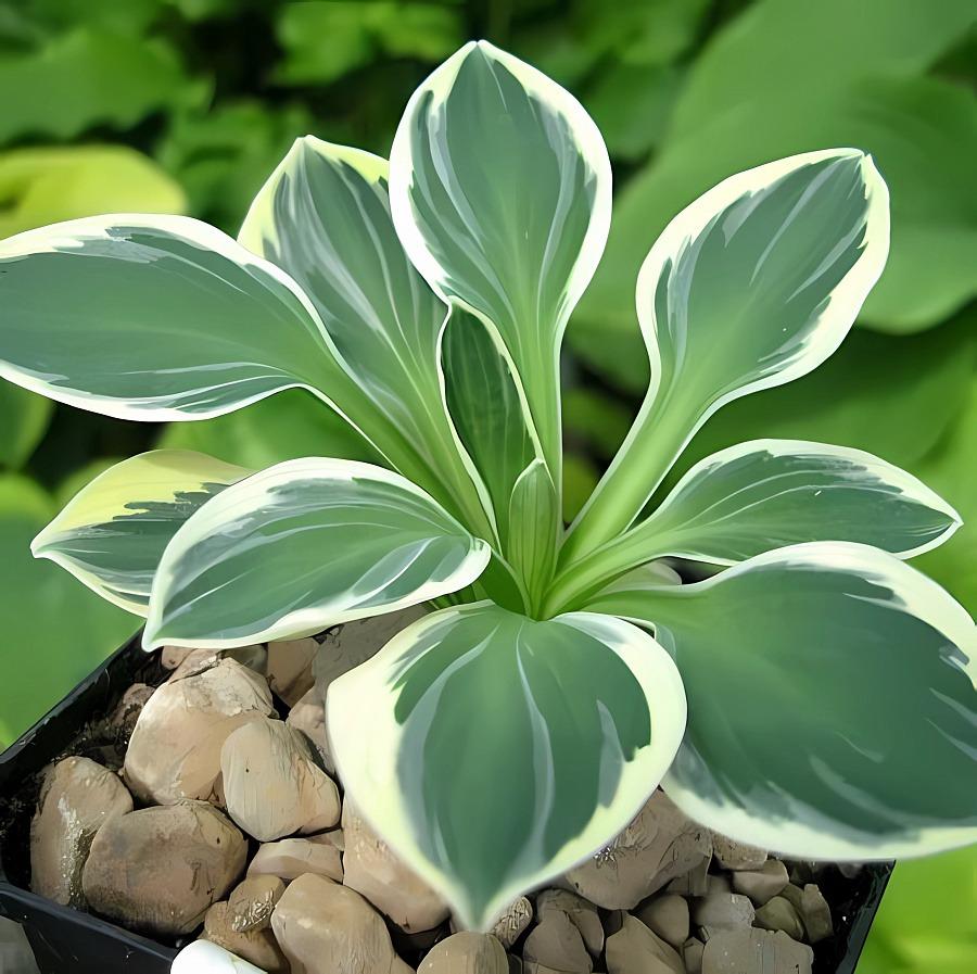 Хоста Funny Mouse, конт п9-с1, хоста из коллекции Франзен , поделена и высажена сентябрь 2023