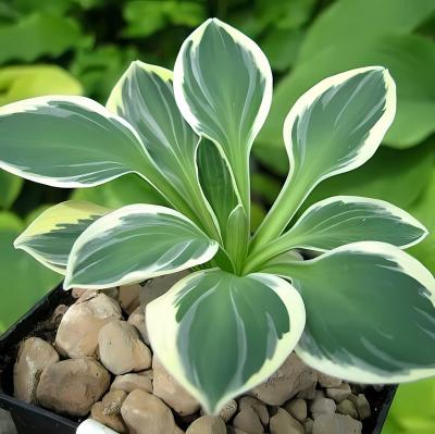 Хоста Funny Mouse, конт п9-с1, хоста из коллекции Франзен , поделена и высажена сентябрь 2023