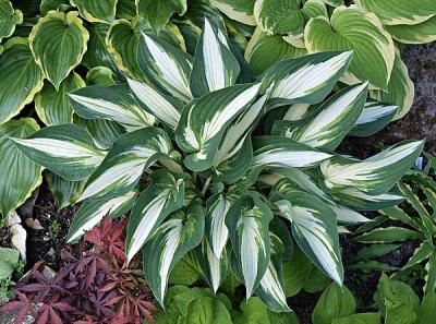 Хоста Hakumuo, конт п9-с1, хоста из коллекции Франзен , поделена и высажена сентябрь 2023
