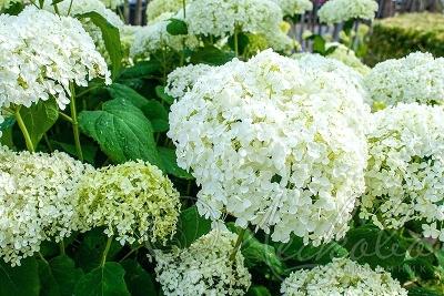 Гортензия древовидная Вайт Болл, с2/3 двулетка