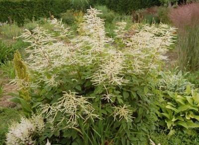 Волжанка китайская Zweiweltenking конт с2/3