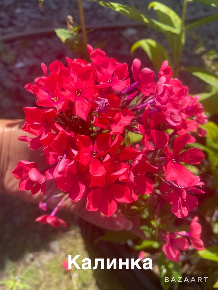 Флокс Калинка, конт п9