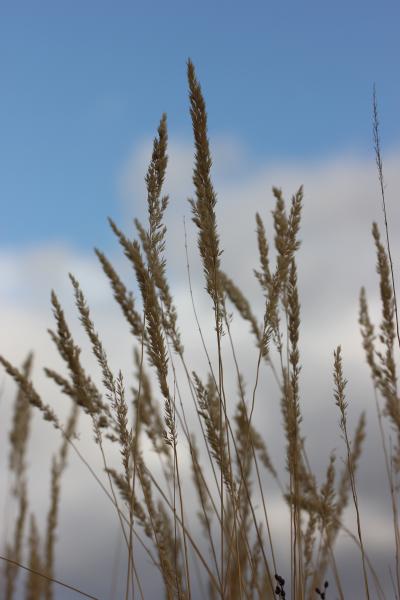 Вейник карл форстер. Контейнер с5