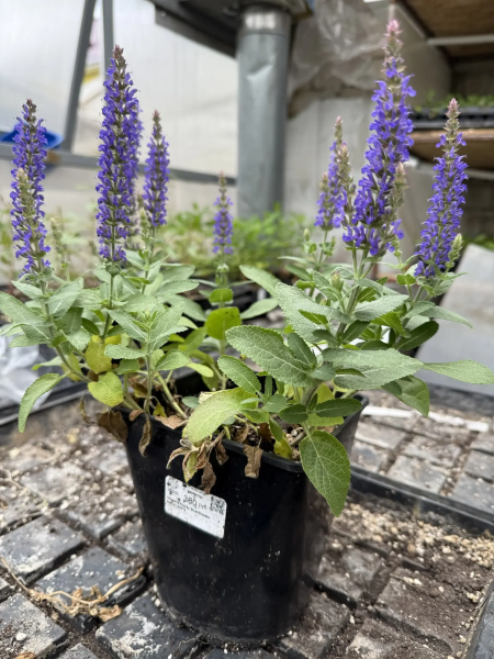 Сальвия Блю Букетта (nemorosa), конт2л