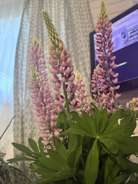 Люпин Чателайн розовый, контейнер с2