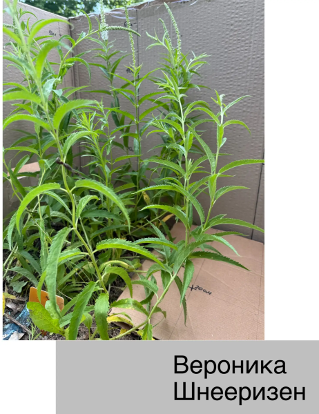 Вероника longifolia Schneeriesin (Ф), контейнер с2