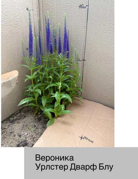Вероника колосковая Уолстер Дварф Блю. Контейнер с1
