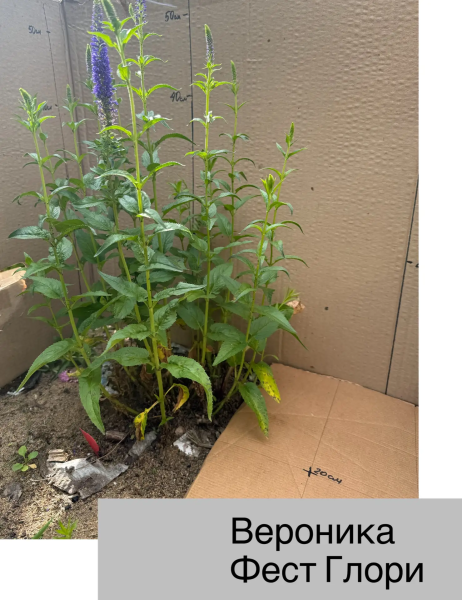 Вероника Фест глори (First Glory), с1 Г