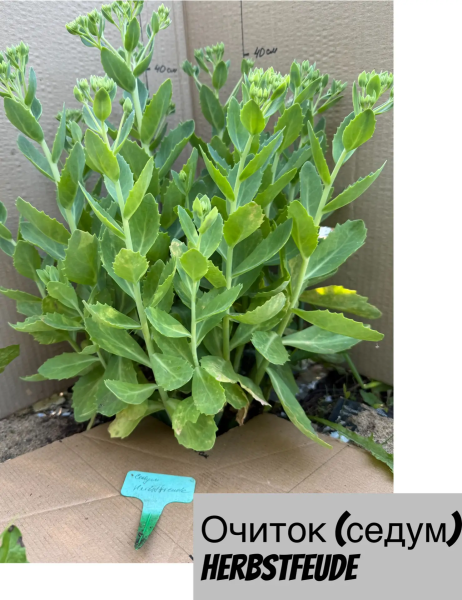 Седум (очиток) видный Herbstfreude c2.5