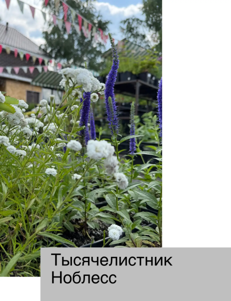 Тысячелистник Ноблесс , контейнер С2л