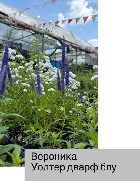 Вероника колосковая Уолстер Дварф Блю. Контейнер с1