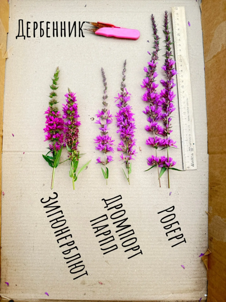 Дербенник Зигунерблют, контейнер С2/3л