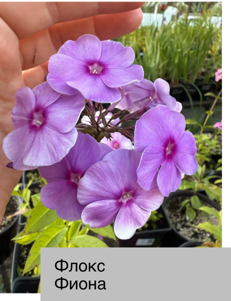 Флокс метел Фиона, конт 1,8