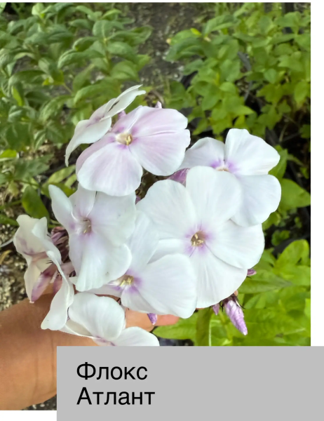 Флокс метел Атлант. Контейнер с1,8  -3 П